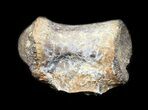 Fossil Crocodile (Phobosuchus) Vertebrae - Texas #31537-2